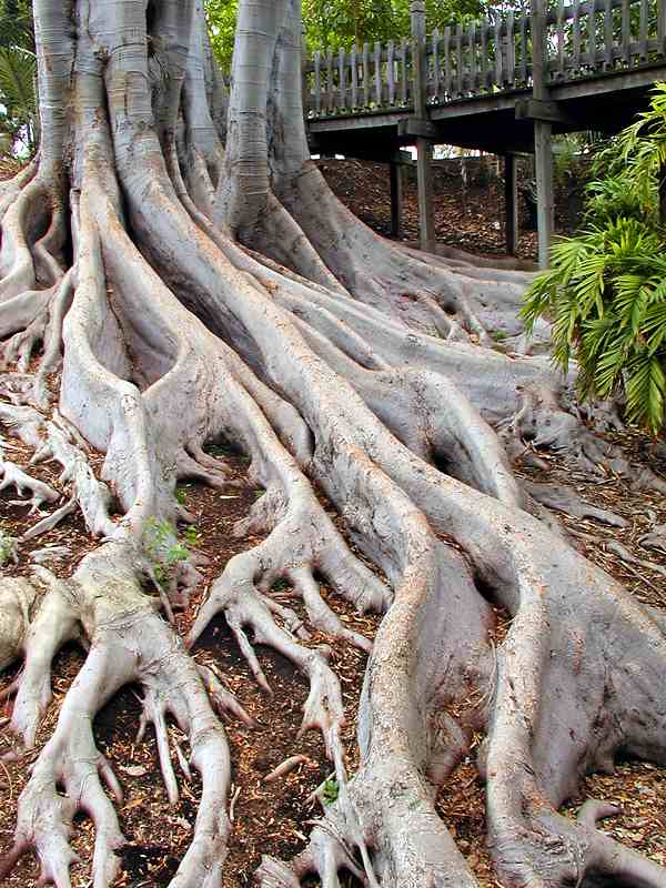 This Day I'll Live:  a New Year's Resolution poem at RoamingRosie.com